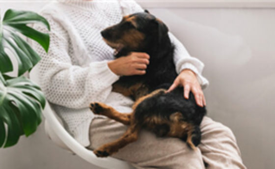 M%c3%a9diation animale